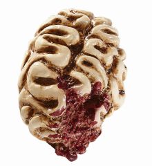 Αποκριάτικο Αξεσουάρ Εγκέφαλος (16cm)