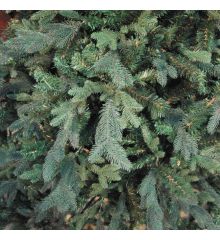 Χριστουγεννιάτικο Παραδοσιακό Δέντρο DEAWARE SILVER (2.6m)