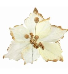 Χριστουγεννιάτικο Λουλούδι, Άσπρο Αλεξανδρινό (25cm)