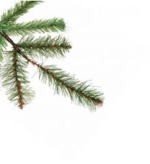 Χριστουγεννιάτικο Παραδοσιακό Δέντρο LN με Ξύλινο Κορμό (2,4m)
