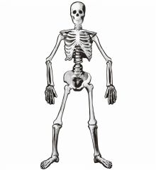 Αποκριάτικο Διακοσμητικό Σκελετός