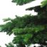 Χριστουγεννιάτικο Παραδοσιακό Δέντρο CHARLOTTE PINE (2,1m)